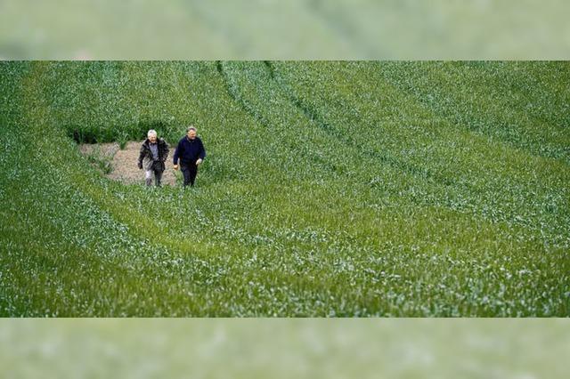 Lerchenfenster: Einfache Hilfe fr die Feldlerchen