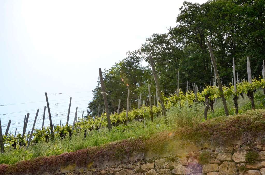 Impressionen von der Weinwanderung auf den Castellberg