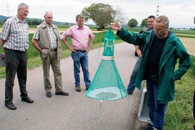 Fruchtwechsel gegen Maisschdling