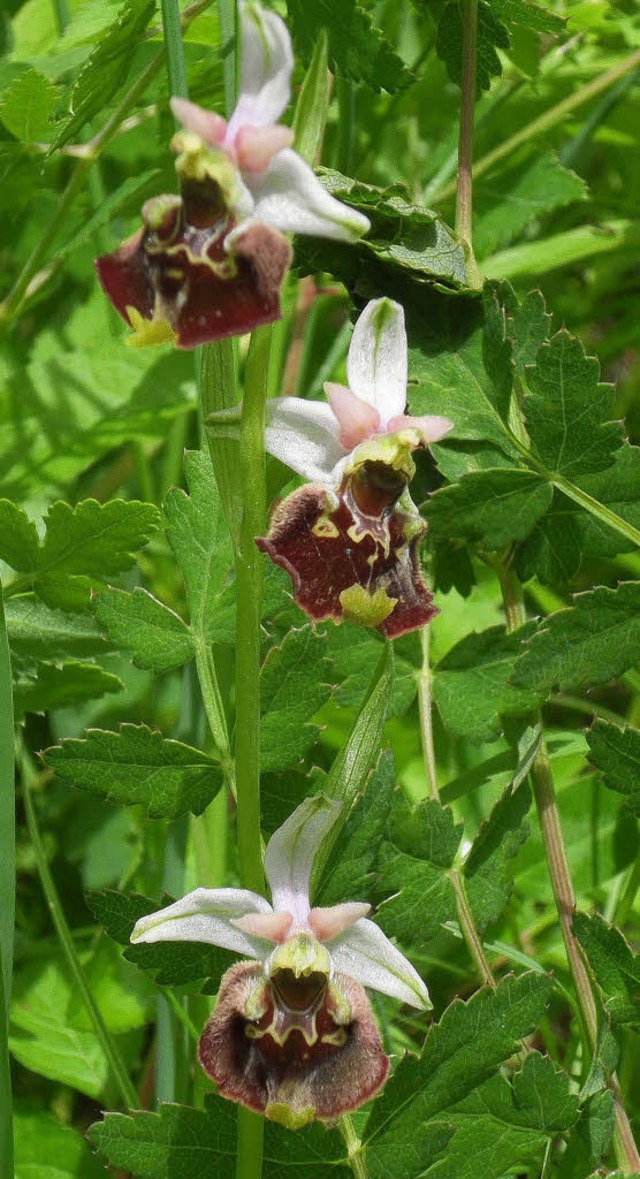 Im Jennetal zu sehen: Ophrys holoserica oder Hummel-Ragwurz.  | Foto: frank schoch