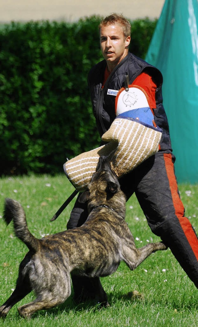 Schferhund Boyd&#8217;s Bullriding Glenmore bei der Schutzdienstprfung.   | Foto: Gottfried Reinbold