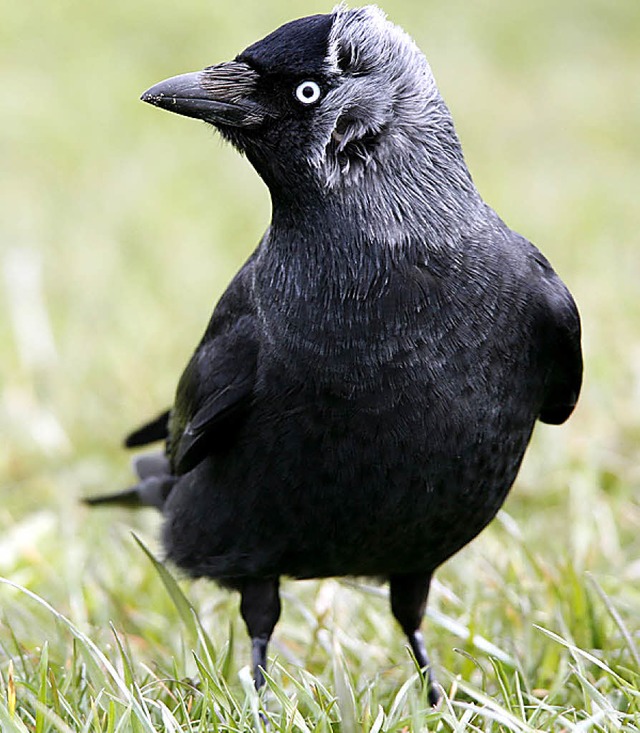 Der Vogel des Jahres   | Foto: NABU