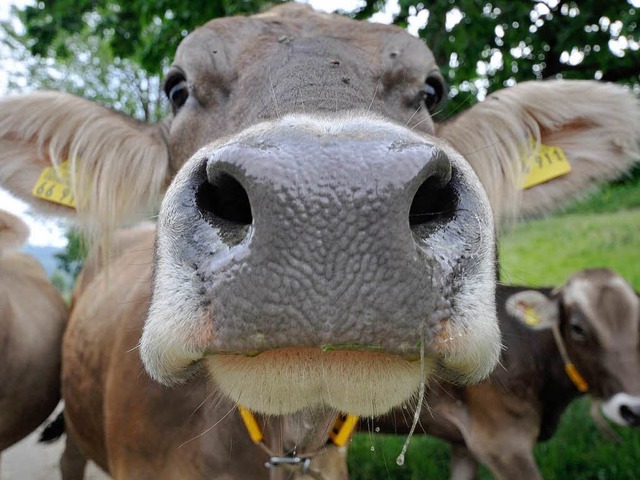 Ausgebxt: 30 Jungrinder haben ihre Koppel verlassen.  | Foto: Ingo Schneider