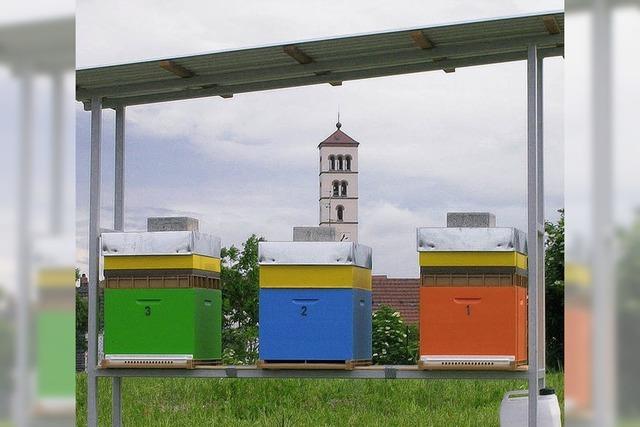 Schon bald gibt es Honig von Hninger Bienen