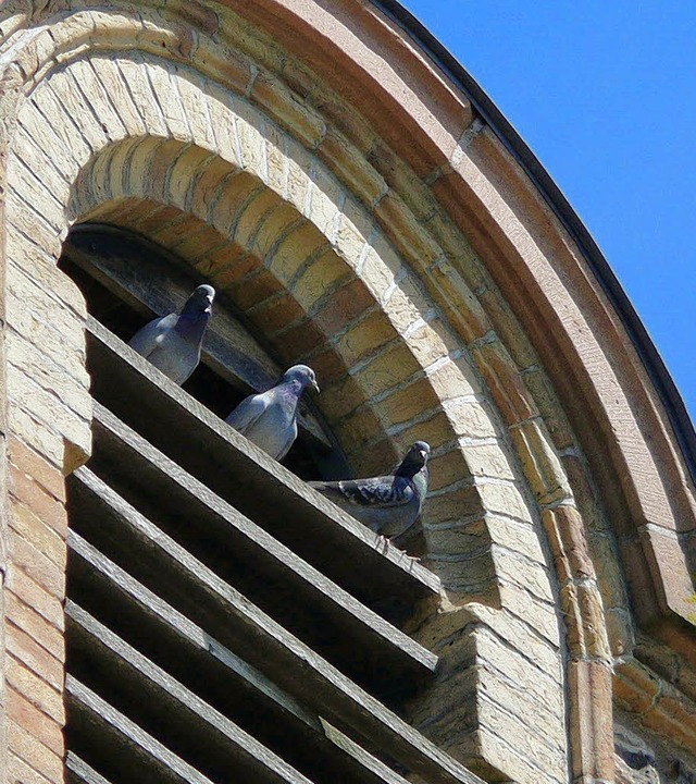 Tauben machen es sich bequem im Obers...                                        | Foto: RICHARD KAISER