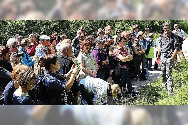 Taubergieen ist ein Paradies fr Orchideen