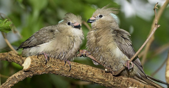   | Foto: Zoo Basel