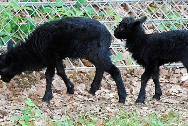 FERIENTIPP: Junge Hpfer im Schwarzwaldzoo