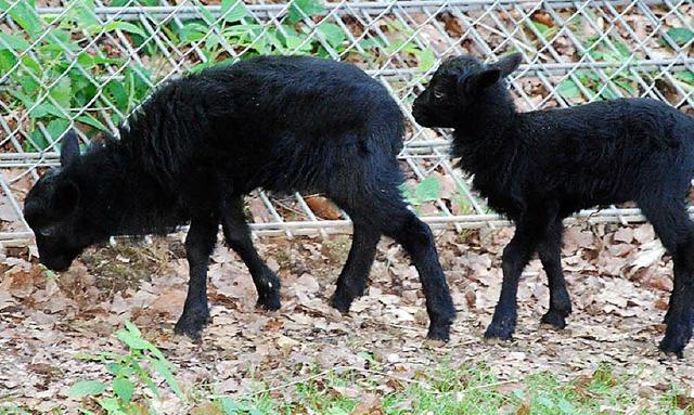 Gina (links) und ihr kleiner Gefhrte.   | Foto: Stadt Waldkirch