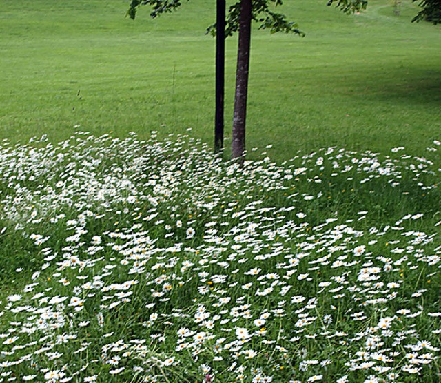 Lob gab es im  Inzlinger Rat  fr die ...ritenblumen-Anlage beim Wasserschloss.  | Foto: Paul Schleer