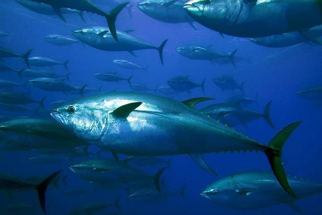 Radioaktiver Fisch vor US-Küste – Fukushima lässt grüßen