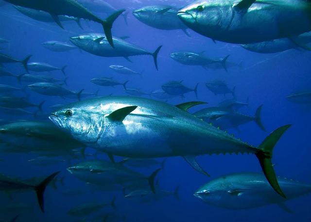 Blauflossen-Thunfische knnen 4,5 Meter lang werden.   | Foto: dpa
