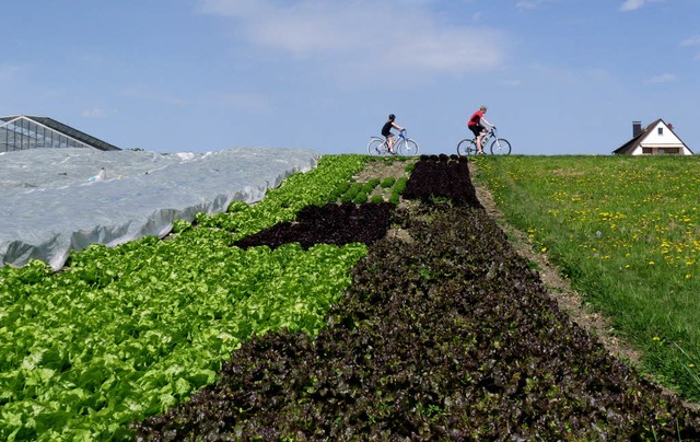 Genssliches Radeln: zwischen Salatfeldern und Gewchshusern  | Foto: Rolf Mller