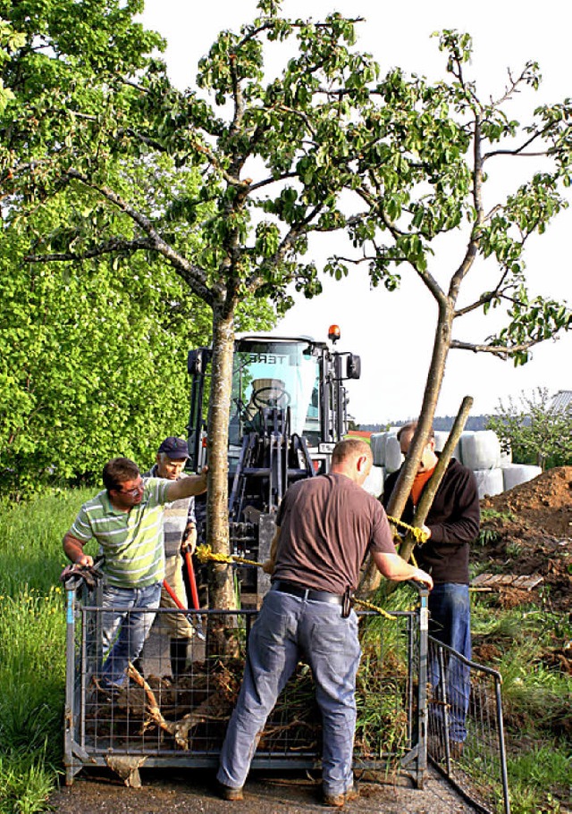 Die  Apfelbume wurden mit vereinten Krften versetzt.  | Foto: doro