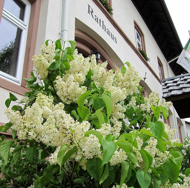 Blhendes Gersbach: Flieder umrahmt de...er gerade eifrig bei der Arbeit sind.   | Foto: Susanne Filz