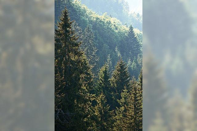 Momente in Schwarzwälder Landschaften