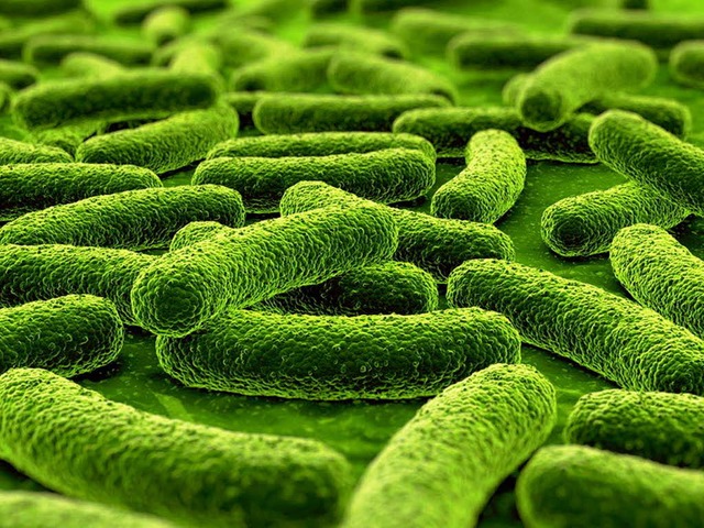 Bakterien mgen ungewaschene Haut.  | Foto: fotolia.com/zentilia