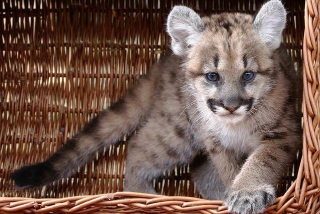 Puma-Junges im Berliner Tierpark Friedrichsfelde
