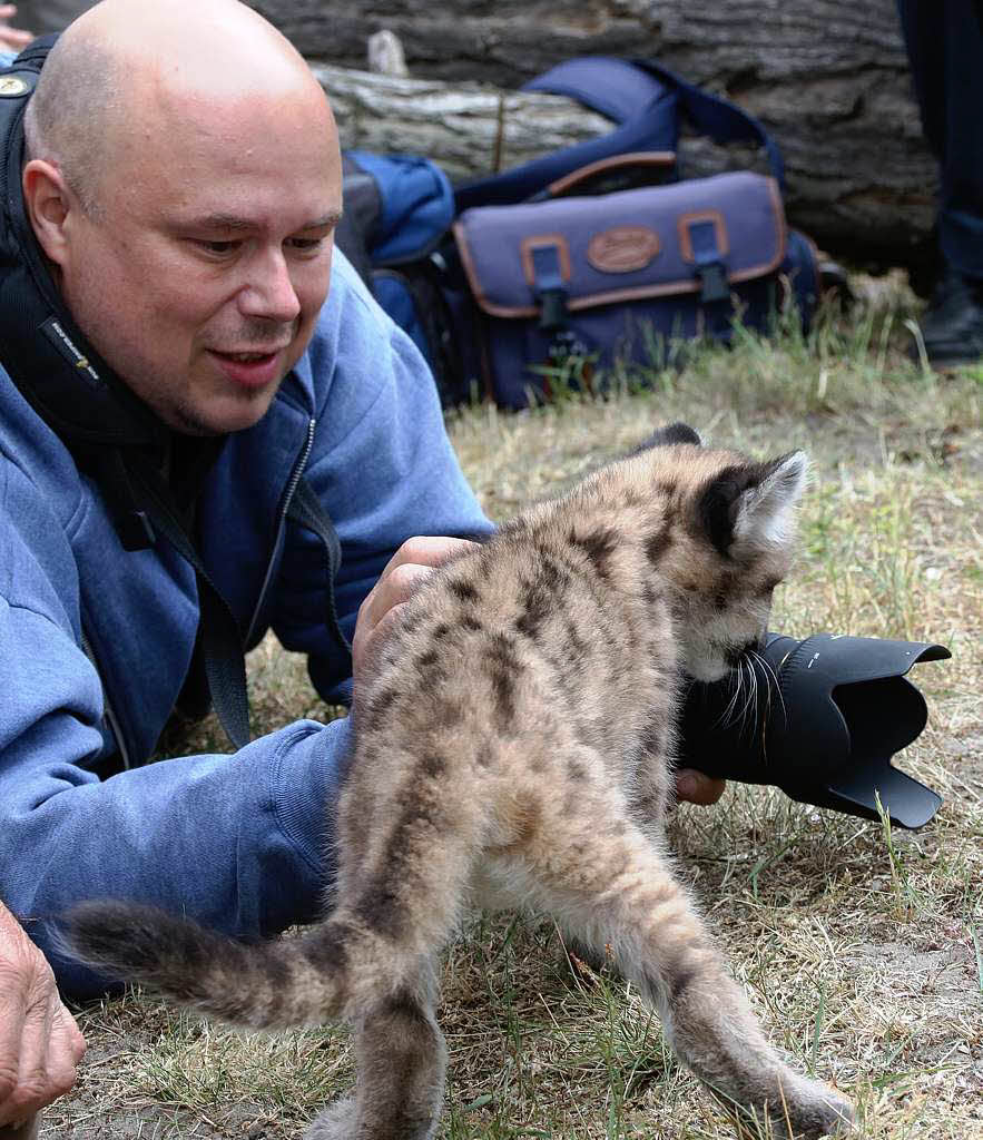 Ein Tierpfleger streichelt das Tier, sogar das ist mit einem Puma-Jungen machbar.
