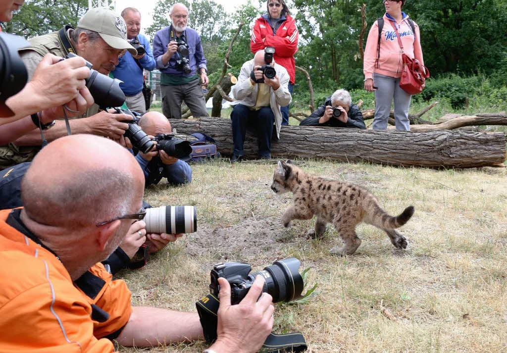 Fotografen versuchen das beste Bild von dem kleinen Puma-Jungen zu ergattern.