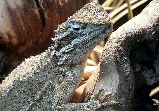 Zwergbartagame aus den Trockengebieten Neuseelands.   | Foto: E. Weiss