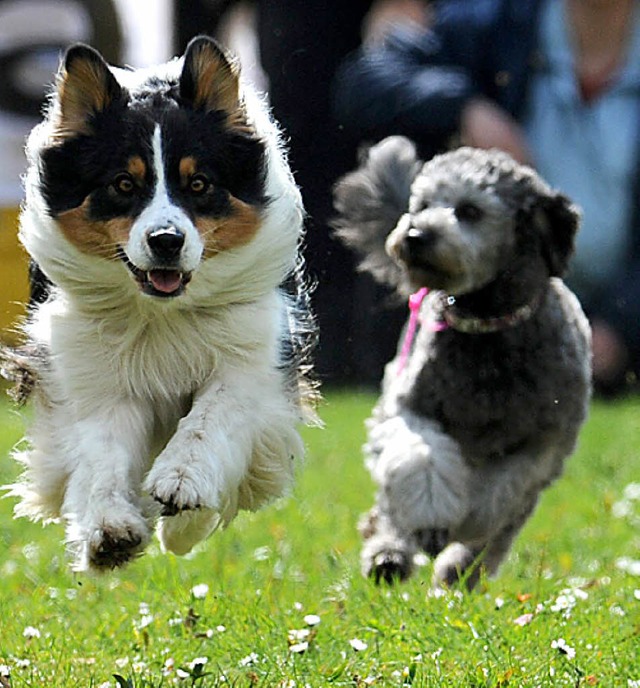 Hunde aller Rassen gibt es am 10. Juni...eht auch ein Rennen auf dem Programm.   | Foto: DPA