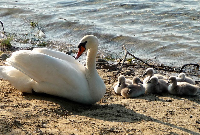 Schwne Schwanenmutter mit Kken am Gifizsee Gifiz  | Foto: Heinz Hauser