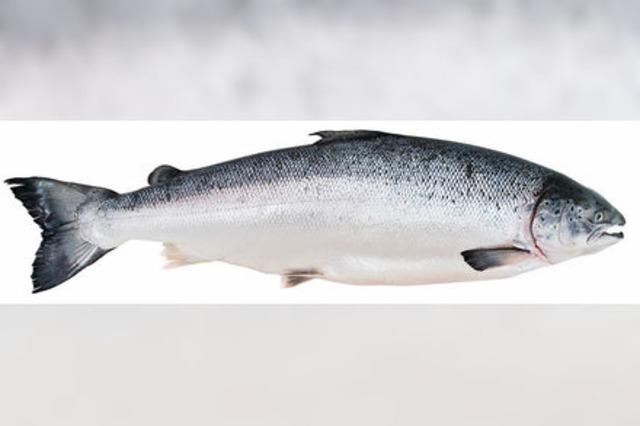 Der Geruchssinn treibt den Lachs den Rhein hinauf