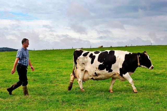 Kühe im Land geben so viel Milch wie nie