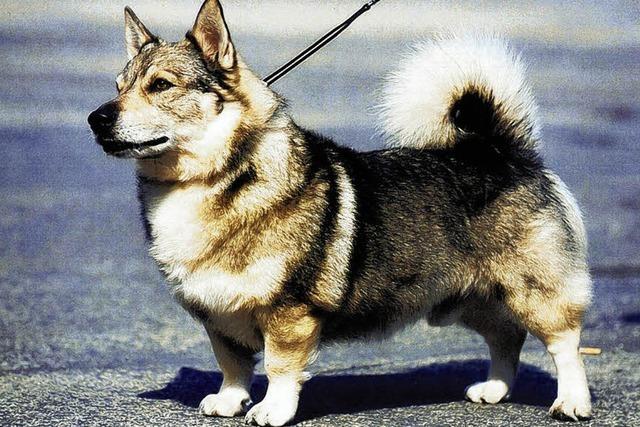 Der schnste Hunde-Opa der Welt