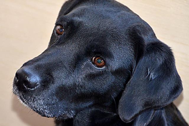 GANZ NEBENBEI: Auf den Hund gekommen