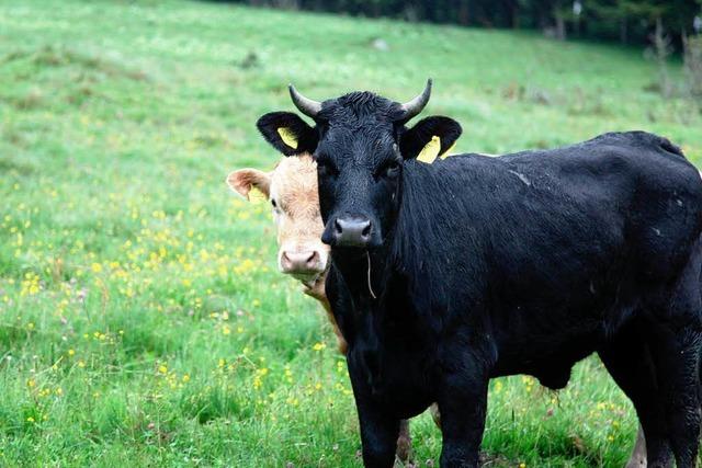 Rinder bei Schluchsee weiter auf der Flucht – Polizei dementiert Schießbefehl