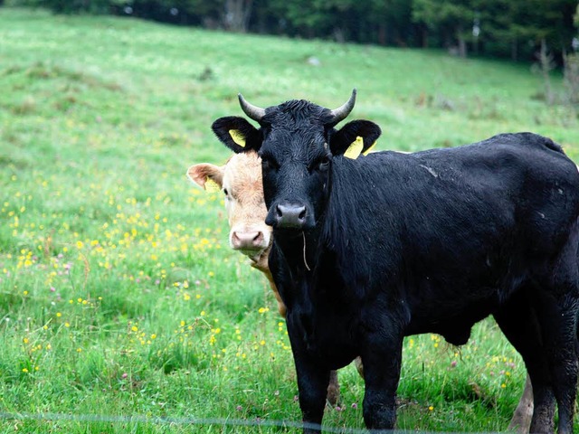 Rinder wie diese sind ausgebxt.  | Foto: Florian Kech