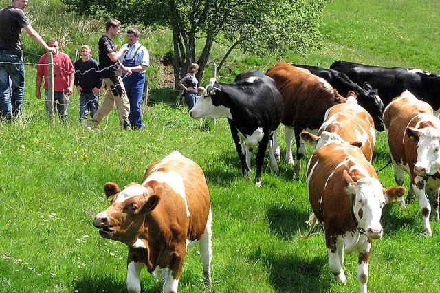 Der Viehauftrieb lutet den Sommer ein