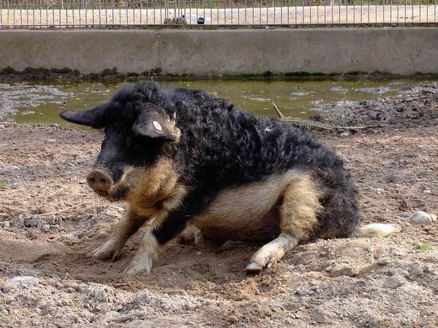 Kann in die Zukunft schauen, ist aber ...namenlos: das EM-Orakel vom Mundenhof.  | Foto: Mundenhof