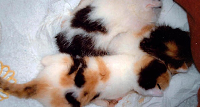 Ausgesetzt wurden diese rund zwei Wochen alten Katzenbabys.  | Foto: Privat
