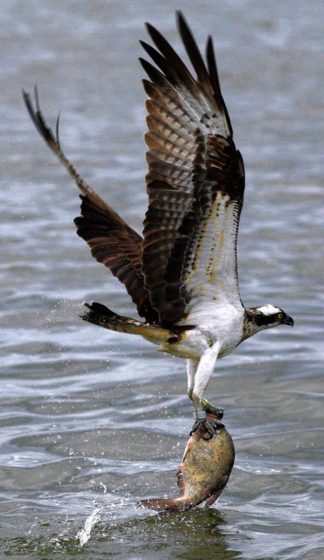 Ein Fischadler auf Beutezug   | Foto: DPA