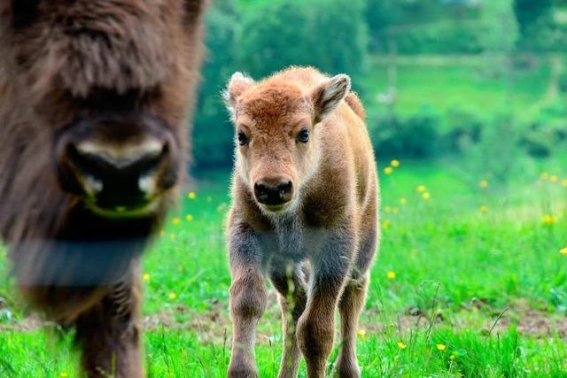 Fotos: Es ist ein Junge! Babynachwuchs bei den Bisons
