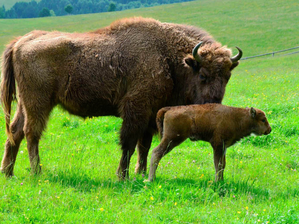 Unzertrennlich sind Mutter und Kalb. Unzertrennlich sind Mutter und Kalb.