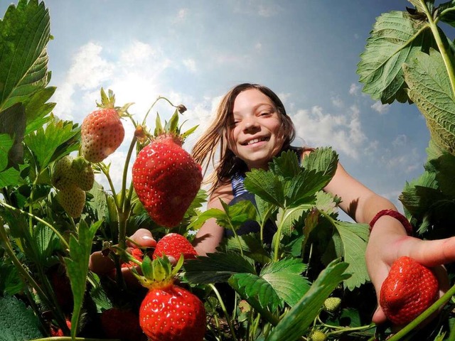 Lecker und gesund: Die Erdbeere.  | Foto: dpa