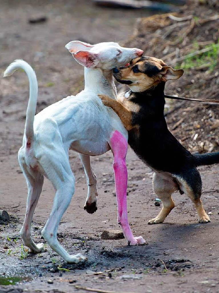 Auf Tuchfhlung mit "Lebender Kunst" in Form des spanischen Windhundes "Human" mit seinem vom Knstler Pierre Huyghe pinkfarben angemalten Vorderlauf geht der ordinre Besucherhund "Ronja"