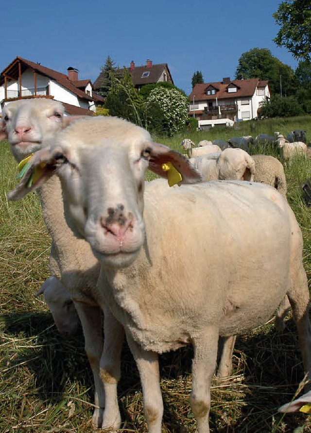 Die Merino-Schafe der Schferei Raufer...t an den Hngen der Kreisstadt offen.   | Foto: Britta Wieschenkmper