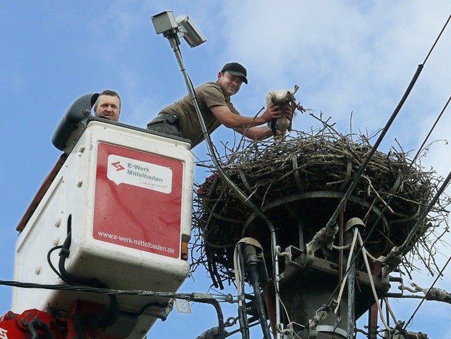 Strche werden in Hugsweier beringt  | Foto: Alfred Arbandt