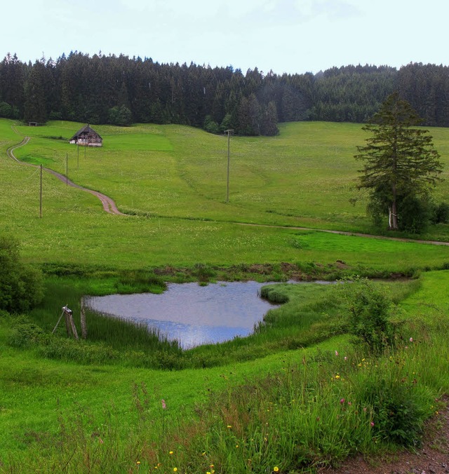 Die Brandweiher in den Tlern, wie hie...ht mehr gengend Lschwasser liefern.   | Foto: Thomas Winckelmann