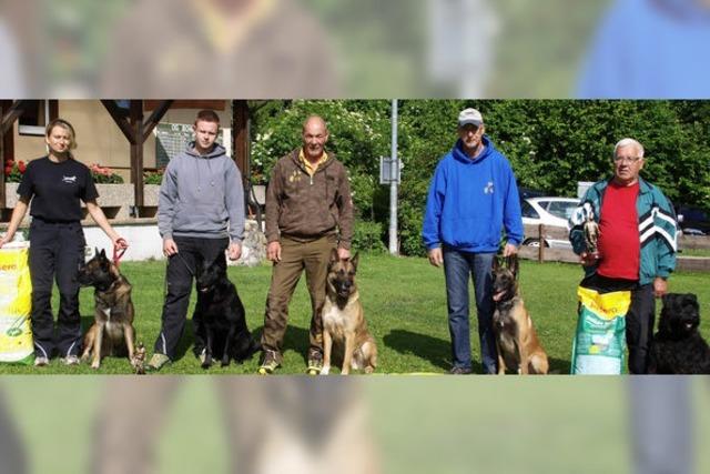 Hunde demonstrieren beim Wettkampf, was sie drauf haben