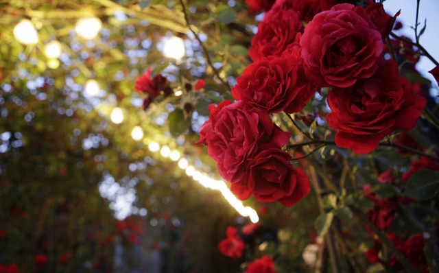 Eine Woche dreht sich in Lahr Vieles um die Rose.  | Foto: ARCHIV: CHR. BREITHAUPT