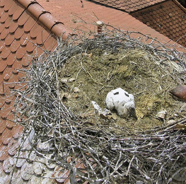 Erst zweieinhalb Wochen alt, das Nesth...auf dem Dach des Rathauses von Kappel.  | Foto: Wolfgang Hoffmann