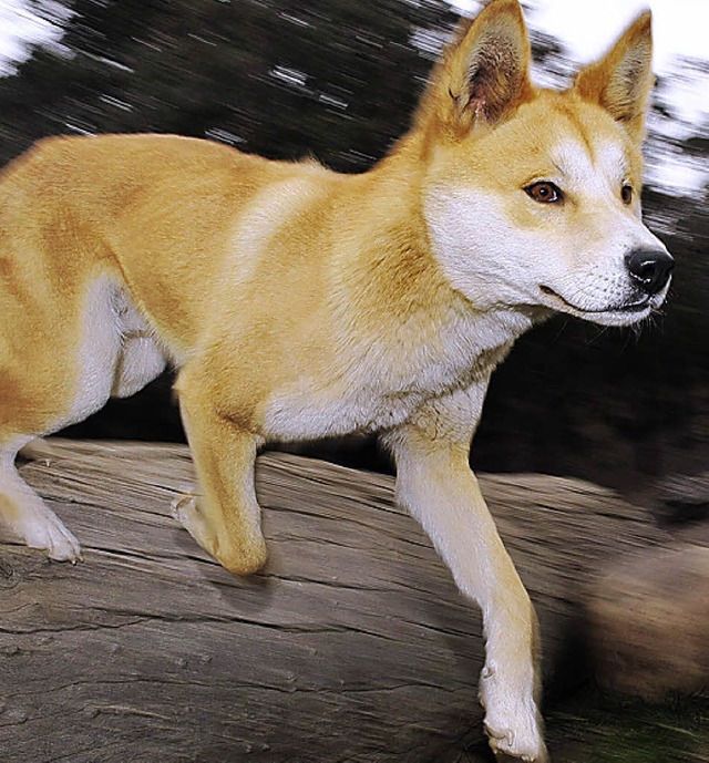 To go with AFP story by Neil Sands: AUSTRALIA-ANIMAL-DINGO  | Foto: AFP ImageForum