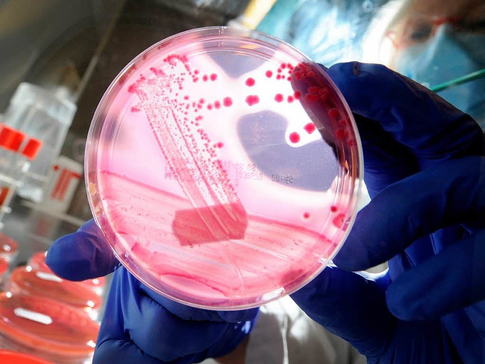 Petrischale mit einem speziellen Nährb...em EHEC-Bakterienstämme zu sehen sind.  | Foto: dpa