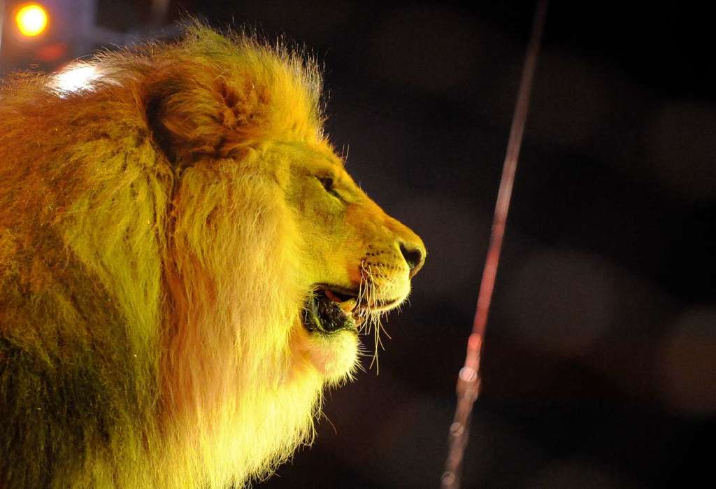 Einen Rausch aus Farben, Lichtern und prchtigen Tierdressuren macht den Zirkusbesuch zu einem Erlebnis